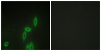 Protocadherin-11 antibody