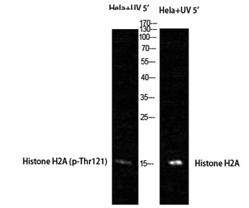 Histone H2A (phospho-Thr121) antibody