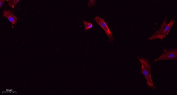 Cleaved-Caspase-1 (D210) antibody