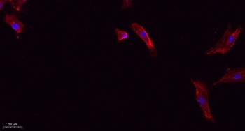 Cleaved-Caspase-1 p20 (D210) rabbit pAb