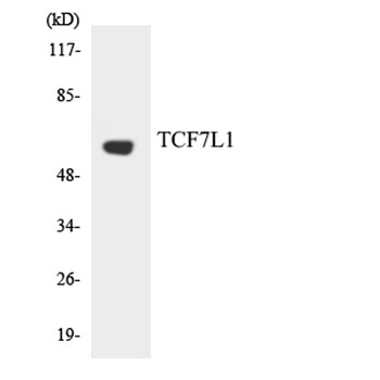 TCF-3 antibody