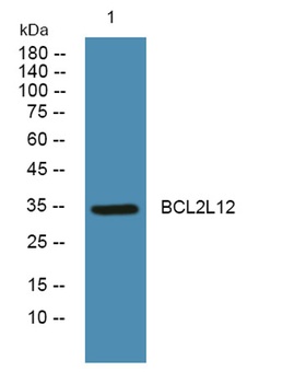 BCL2L12 antibody