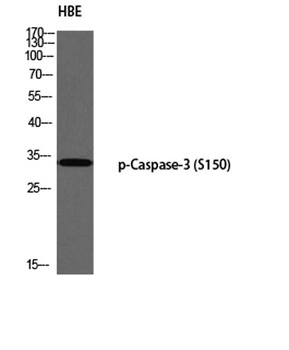 Caspase-3 (phospho-Ser150) antibody