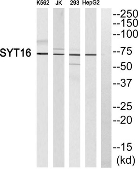 Synaptotagmin XVI antibody