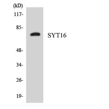 Synaptotagmin XVI rabbit pAb Antibody