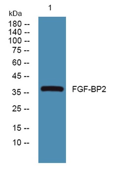 FGF-BP2 rabbit pAb