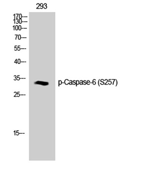 Caspase-6 (phospho-Ser257) antibody