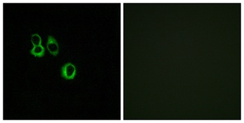Olfactory receptor 3A2/3A3 rabbit pAb