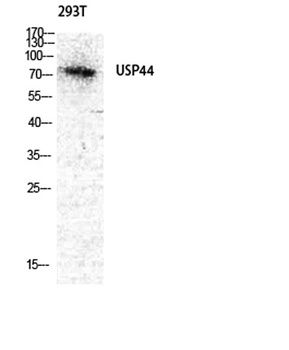 USP44 rabbit pAb Antibody
