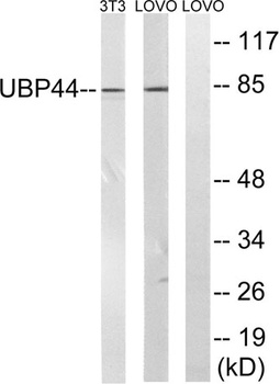 USP44 rabbit pAb Antibody