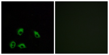 GPR103 antibody