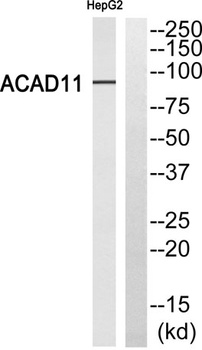 ACAD-11 antibody