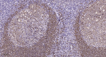 RPA135 antibody