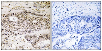 USP48 antibody