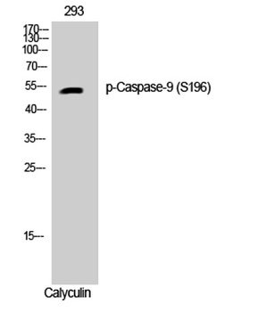 Caspase-9 (phospho-Ser196) antibody