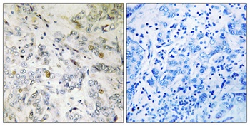 CIP29 antibody