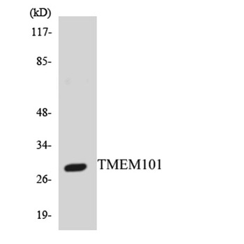 TMEM101 rabbit pAb Antibody