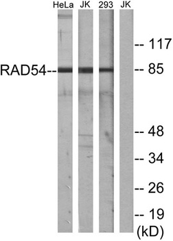 Rad54 antibody