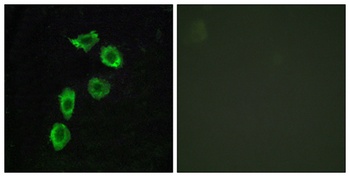 GPR123 antibody