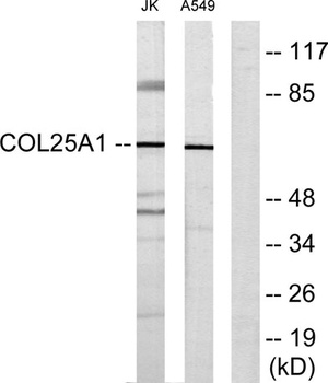 COL25A1 antibody