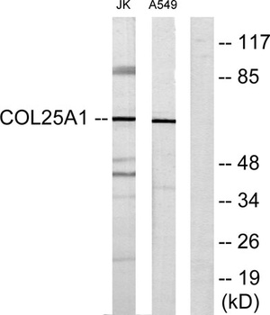 COL25A1 rabbit pAb