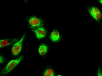 TEF-4 antibody