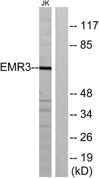 EMR3 rabbit pAb