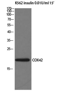 COX IV antibody