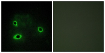 COX4I2 rabbit pAb Antibody