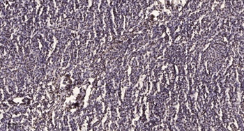 CBX2 rabbit pAb