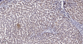 LRP11 rabbit pAb Antibody