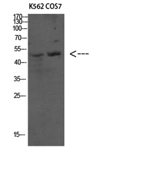 Atg4C antibody