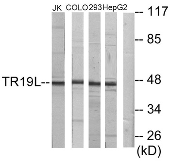 RELT antibody