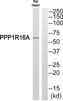 MYPT3 rabbit pAb
