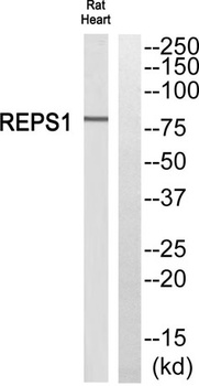 REPS1 antibody