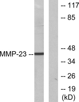 MMP-23 antibody