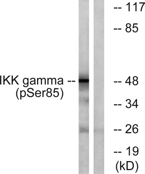 IKK gamma (phospho-Ser85) antibody