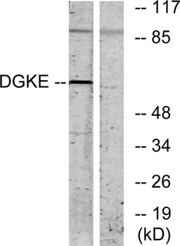 DGK-Epsilon antibody