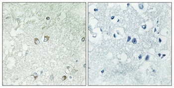 Golgin 45 antibody