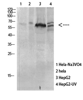 PRAK (phospho Thr182) rabbit pAb