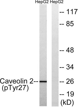 Caveolin-2 (phospho-Tyr27) antibody