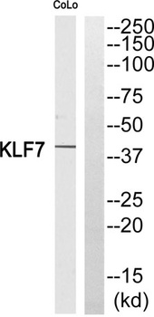 KLF7 antibody