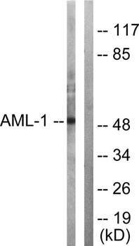 RUNX1 rabbit pAb Antibody