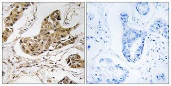 RTCD1 rabbit pAb