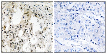 eIF3ζ rabbit pAb