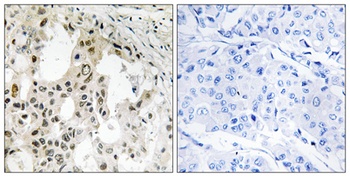 eIF3 zeta antibody