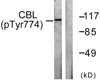 Cbl (phospho Tyr774) rabbit pAb Antibody