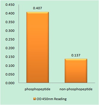 Cbl (phospho Tyr700) rabbit pAb