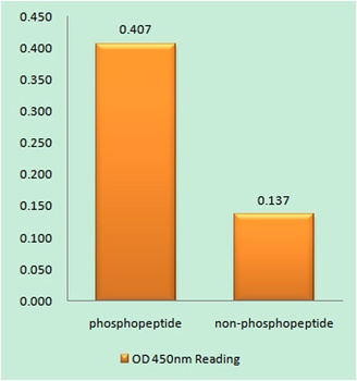 Cbl (phospho-Tyr700) antibody