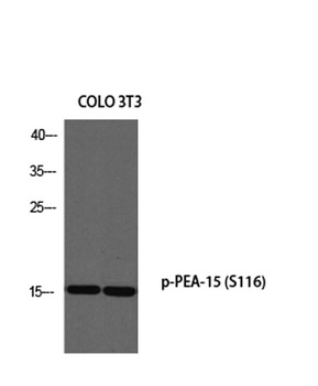 PEA-15 (phospho Ser116) rabbit pAb